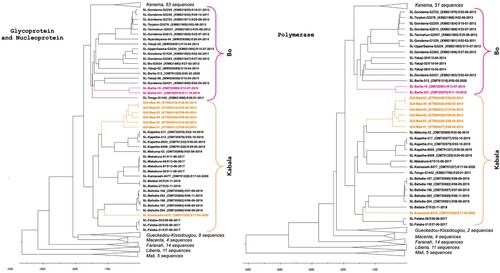 Figure 2. Time-calibrated phylogeny of LASV glycoprotein + nucleoprotein and polymerase sequences within lineages IV and V. Lineage V in Mali was used to root the tree. The analysis included 151 GP + NP sequences and 125 polymerase sequences. Sequences derived from new hosts are indicated in colour (Lophuromys sikapusi in pink and Mastomys erythroleucus in orange). Branches corresponding to clusters in Kenema in Sierra Leone, Kissidougou, Macenta, Faranah in Guinea, Liberia and Mali are collapsed (see Figures S1–S2 for details).