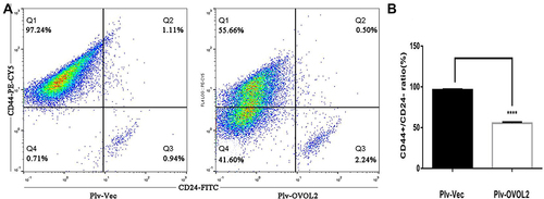 Figure 11 OVOL2 downregulated CD44+/CD24− subpopulation ratio. (A) CD44+/CD24− ratio of control group (left) and OVOL2 overexpression group (right). (B) Statistic analysis of CD44+/CD24− ratio between two groups (****p<0.0001). Quantitative data is presented as mean ± s.d. of three independent experiments.