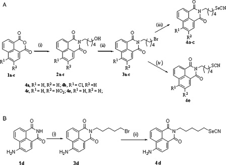 Figure 1. Synthesis of the compounds. (A) Synthesis of compounds 4a-c and 4e. Reagents and conditions: (i) H2N(CH2)5OH, water/EtOH, reflux, (ii) PBr3, ethyl acetate,70°C, (iii) KSeCN, acetone, rt, (iv) KSCN, ethanol, reflux. (B) Synthesis of compound 4d. Reagents and conditions: (i) Br(CH2)5Br, NaOMe/MeOH, (ii) KSeCN, acetone, rt.