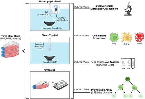 Figure 2. Schematic of in vitro experimental design. The figure depicts the downstream in vitro cell death experiments carried out for all three canine OS cell lines. Created with Biorender.