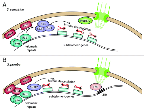 Figure 3. Telomere anchoring at the nuclear envelope and transcriptional regulation of subtelomeric genes. (A) In S. cerevisiae, telomeres are bound by Rap1 and yKu, which interact with the inner nuclear membrane (INM) proteins Esc1 and Mps3, respectively. This recruits the SIR protein complex, which deacetylates histones in the adjacent subtelomeres, leading to repression of genes in this region. (B) In S. pombe, yKu and Rap1 also bind to telomeres, but bind to the INM protein Bqt3 through Bqt4. The histone deacetylase complex SHREC is recruited through Rap1, leading to deacetylation of histones in the subtelomeres. The subtelomeres are also found close to the nuclear envelope and associate with the INM protein Man1. The border of the subtelomeres is maintained by the chromatin remodeler Fft3, which binds to long-terminal repeat (LTR) elements in proximity to the NPC.