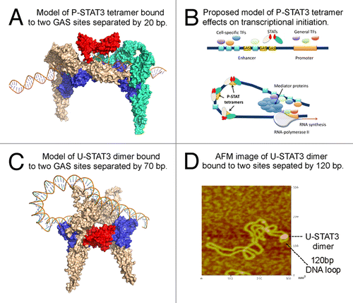 Figure 2. STAT3 may regulate chromatin topology through bending and looping of DNA. (A) Modeled structure of phosphorylated STAT3 tetramer bound to DNA. Protein structure was generated using I-TASSER. The DNA-protein complex structures are constructed using 3dRNA and 3dRPC programs designed for structural modeling and docking of nucleic acid structures. The two dimers (colored in wheat and green, respectively) are linked via ND-ND interaction (colored in red) and they bind to DNA via DBD (colored in blue). (B) Proposed mechanism by which P-STAT3 tetramer may regulate gene expression through DNA bending. General transcription factors bind to promoter region, while tissue-specific and/or inducible transcription factors bind to their cognate binding sites within an enhancer sequence. In order for enhanceosome to be assembled, these transcriptional factors need to be positioned in the optimal way. This may be achieved through DNA bending caused by DNA-bending proteins, in particular P-STAT3 tetramer (or a series of P-STAT3 tetramers), to promote cooperation between various proteins bound to distant DNA regions. Once all players are interacting with each other, mediator complex, and RNA-polymerase II, the transcription is initiated. (C) Modeled structure of U-STAT3 dimer bound to two DNA sites separated by 70 bp suggests that U-STAT3 dimer may regulate gene expression through DNA looping. The STAT3 ND is colored in red and the DBD is colored in blue. (D) Atomic force microscopy image of U-STAT3 dimer bound to DNA forming a loop of about 120 bp. The data was generated using characterized supercoiled pUC8F14C plasmid and purified full-length recombinant unphosphorylated STAT3.