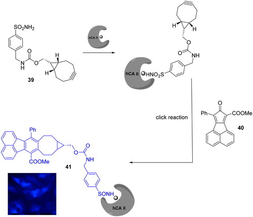 Scheme 13. Development of bioorthogonally activated smart probe 41. The blue fluorescence represents DAPI (4',6-diamidino-2-phenylindole) channel.