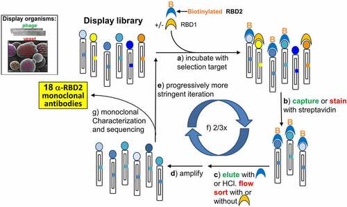 Figure 1. Selection of monoclonal antibodies by in vitro evolution of display libraries. Here we show the display technology-based selection cycle (both phage and yeast display were used in tandem) that led to the isolation of 18 anti-SARS-CoV-2 spike protein RBD (RBD2). Display organisms (either phage or yeast) are represented schematically to highlight the displayed antibody (colored circles) and the gene coding for it (colored square inside the organism’s body). Selection steps a through f are described in the figure. Actions that are color-coded in green and red pertain to phage and yeast selections, respectively. Subtractive selection strategies used non-biotinylated SARS-CoV-1 RBD (RBD1, Orange half-moon) during the incubation step (a). Selection of RBD2-specific antibodies was encouraged by adding excess non-biotinylated RBD2 (blue half-moon) during the phage display elution step, and non-biotinylated RBD1 during sorting (c) An iterative cycle representing phage and yeast display selection is shown. Each phage particle or yeast cell is represented by: an outer cylinder (the body); an inner cylinder (the plasmid) with a colored little square on one of its sides (the gene encoding the displayed antibody); and a colored dot on the smaller side of the outer cylinder (the displayed antibody). The dot and little square on any given cylinder have the same color, signifying that each phage particle or yeast cells displays only one antibody while also harboring the gene encoding that same antibody. Micrographs of filamentous phage and yeast are shown on the upper left corner of the figure and are indicated as ‘phage’, written in green, and ‘yeast’, written in red, respectively. This color coding allows to distinguish parts of the steps written by each arrow within the cycle, as pertinent to either phage display (green writing) or yeast display (red writing). SARS-CoV-2 RBD (RBD2) is indicated by blue half-moons, some of which bare an orange capital B on the convex top indicating biotinylation. SARS-CoV-1 RBD (RBD1) is indicated by orange half-moons. Sets of cylinders are at the beginning and end of each arrow. The set with the most colors (i.e. highly diverse antibody population) indicates the initial library (top left of the cycle), the sets with only shades of blue represent the isolated population of antibodies that binds to RBD2, before (1 copy of each antibody) and after (multiple copy of each antibody) amplification. The various steps written by each arrow are the following: a) incubate [the display library] with selection target (biotinylated RBD2 alone or mixed with unbiotinylated RBD1 are shown on top of the first arrow as a blue half-moon with an orange B and an orange half-moon, respectively); b) capture [written in green] with streptavidin bead. Stain [written in red] with fluorescent streptavidin; c) elute [written in green] with either [blue half-moon] or with HCl. Flow sort [written in red] ± [orange half-moon]; d) amplify; e) iterate in progressively more stringent conditions; f) sequence and characterize single clones.