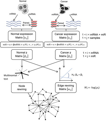 Figure 1. The overall process of constructing our rewiring network. The mRNA and miRNA expression data were obtained from TCGA and structured as two normal and cancer expression matrices. The beta coefficients of regression between miRNA and mRNA were computed as two separate matrices. The edge of the rewiring matrix was defined as the statistical difference between each two regression beta coefficients. The nodes of the rewiring matrix were determined by the multinomial test.