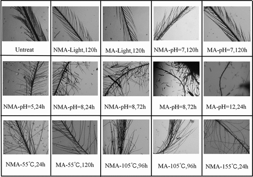 Figure 3. The morphology of down branch under different daily washing and drying conditions.