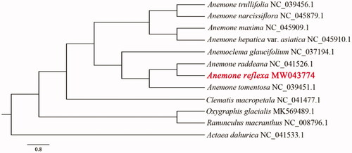 Figure 1. Phylogenetic tree inferred by maximum likelihood (ML) method based on the complete chloroplast genome sequences of 12 species. The numbers on the branches are RAxML bootstrap supports based on 1000 replicates.
