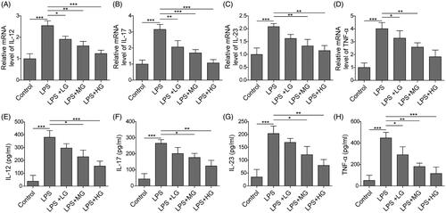 Figure 3. ART were down-regulated the expression of pro-inflammatory factors. The expression of IL-12 (A), IL-17 (B), IL-23 (C) and TNF-ɑ (D) were detected by qRT-PCR. The concentrations of IL-12 (E), IL-17 (F), IL-23 (G) and TNF-ɑ (H) in culture supernatants were detected using ELISA assay. Data were presented as mean ± SD. ns: not significant; *p < 0.05; **p < 0.01; ***p < 0.001.