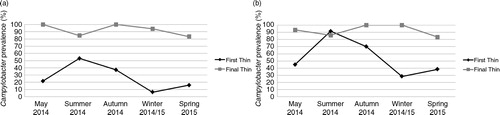 Fig. 2 Comparisons of Campylobacter prevalence between first and final thin in a high- and b low-performance farms.