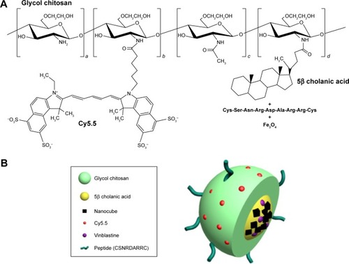 Figure 1 Chemical structures of glycol chitosan conjugated to hydrophobic 5β-cholanic acid, peptide (CSNRDARRC), and iron oxide NCs (A) and schematic diagram of pMCNPs containing iron oxide NCs and vinblastine (B).Notes: Glycol chitosan was modified with hydrophobic 5β-cholanic acid and a bladder cancer-targeting peptide, CSNRDARRC. The deacetylated free amine groups of glycol chitosan were conjugated with 5β-cholanic acids and the peptide. For NIRF imaging, Cy5.5 dyes were also conjugated to the free amines on glycol chitosan. Cy5.5 was chemically conjugated to the glycol chitosan (4:1 mole ratio, Cy5.5:Glycol chitosan). The oleic acid capped NCs (22 nm) were physically loaded with a probe-type sonicator and stabilized inside the glycol chitosan nanoparticles by hydrophobic interactions. Vinblastine was encapsulated by solvent evaporation. The schematic image indicates the surface conjugation of glycol chitosan with Cy5.5 and the peptide and the interaction of the core NCs and vinblastine with 5β-cholanic acid.Abbreviations: NCs, nanocubes; NIRF, near infrared fluorescent; pMCNPs, pCNPs loaded with 22 nm iron oxide NCs.
