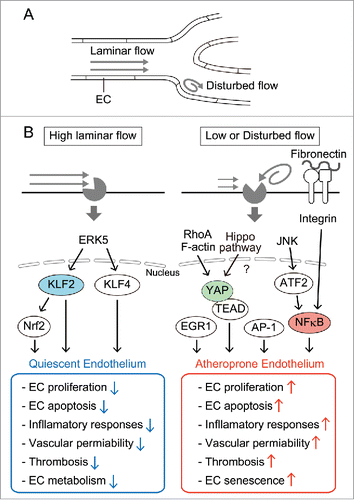 Figure 1. Different endothelial responses to different patterns of flow. (A) ECs lining straight blood vessels are exposed to laminar shear stress, whereas those linging branching or curved blood vessels are exposed to disturbed flow. (B) High laminar flow induces quiesent phenotypes in ECs including low proliferation rate, reduced cell death, and anti-inflammatory gene expression (left panels), while low or disturbed flow induces atheroprone phenotypes in ECs including high proliferation rate, increased cell death, and inflammatory gene expression (right panels). High laminar flow induces the expression of KLF2 and KLF4 via the MEK5/ERK5/MEF2 signaling pathway. KLF2 promotes the activation of Nrf2 and both KLF2 and Nrf2 promote quiescent phenotypes of ECs. Low or disturbed flow upregulates the expression of NFκB through JNK and its downstream ATF2. Flow-driven NFκB activation is mediated by integrin-dependent signaling upon binding to fibronectin. AP-1-, EGR1-, and YAP-dependent gene expression is also induced by disturbed flow. RhoA and F-actin are responsible for determinging the localization of YAP in sheared ECs, although it is not determined whether disturbed flow regulates the canonical Hippo pathway.