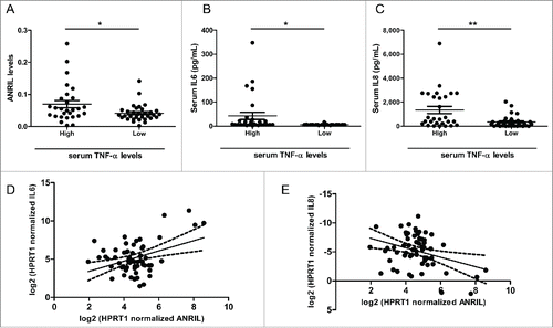 Figure 5. ANRIL, IL6 and IL8 levels are increased in CAD patients with high level of serum TNF-α. (A) RT-qPCR showing ANRIL levels in PBMCs from 2 groups of CAD patients. (*p < 0.05). (B and C) Luminex-detection showing serum IL6 (B) and IL8 (C) levels in 2 groups of CAD patients. (*p < 0.05, **p < 0.01). (D and E) Scatter plots showing the correlation between ANRIL and IL6 (r=0.3955, p < 0.05) (D), ANRIL and IL8 (r=0.3412, p < 0.05) (E) in PBMCs in the enrolled patients (n=61). Linear regression line for the association is shown as a solid line with the 95% confidence intervals shown as dotted lines.