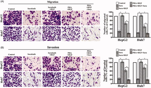 Figure 3 HGF antagonizes sorafenib anti-metastatic effect in HCC cells. HepG2 and Huh7 cells were treated with sorafenib (5 μM) alone or HGF (50 ng/ml) and sorafenib. The cells were then incubated for 24 h (migration assay) or 48 h (invasion assay). (A) Migration abilities were measured using a transwell assay without Matrigel. (B) Invasion abilities were measured using a transwell assay with Matrigel. Data shown represent the mean ± SD. p<.05.