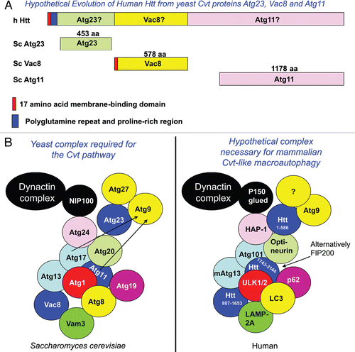 Figure 1 Htt may have evolved from Cvt proteins Atg23, Vac8 and Atg11. (A) The yeast Vac8 protein contains 11 armadillo repeats which can be described as ancestral HEAT repeats. Throughout evolution, Vac8 may have fused with yeast protein Atg23 on the amino-terminus and Atg11 on the C-terminus. These yeast proteins are essential for the cytoplasm to vacuole targeting (Cvt) selective autophagic pathway, which is activated by TORC1 in yeast grown under nutrient-rich conditions. The cartoon is not drawn to scale. (B) A protein complex essential for the yeast Cvt pathway may be similar to a hypothetical human complex required for selective macroautophagy under nutrient-rich conditions.