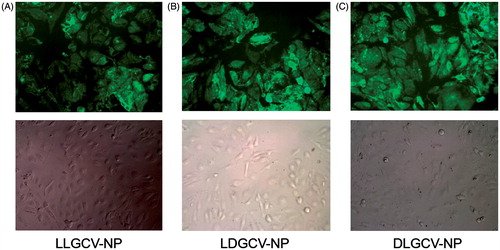 Figure 7. Fluorescence microscope images of HECE cells treated with FITC-labeled (A) LLGCV-NP, (B) LDGCV-NP and (C) DLGCV-NP at 3 h.