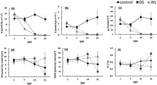 Figure 2. Changes in maximum photosynthesis rate (a), stomatal transpiration rate (b), stomatal conductance (c), instantaneous transpiration efficiency (d), intrinsic water use efficiency (e) and ratio of intercellular to atmospheric CO2 concentration (f) of Prunus yedoensis under different water conditions. Each value is expressed as the mean ± SD (n = 5). DAT: days after treatment.