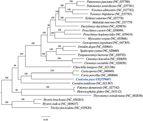 Figure 3. The phylogenetic relationship of lowland paca (Cuniculus paca) with 26 hystricognath rodent species are inferred from maximum-likelihood estimation based on 13 protein-coding genes with 1000 bootstrap replicates. Support values were given above each branch. The NCBI accession of mitogenome references used was displayed following species scientific names in parenthesis. The tip marked in blue depicts the mitochondrial genome of Cuniculus paca generated in this study.
