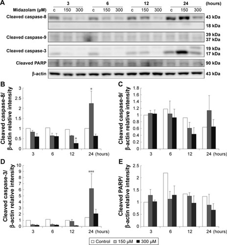 Figure 3 The involvement of the caspase cascade in midazolam-induced apoptosis in TM3 cells. TM3 cells were treated without or with different concentrations of midazolam (150 and 300 μM) for 3, 6, 12 and 24 hours. Cleaved caspase-8 (43/18 kDa), -9 (39/37 kDa), -3 (17/19 kDa) and cleaved PARP (85–90 kDa) were detected by Western blot analysis (A). Immunoblot represents the observations from one single experiment repeated at least three times. The integrated optical densities (IOD) of cleaved caspase-8 (B), -9 (C), -3 (D) and cleaved PARP (E) proteins were normalized with β-actin (43 kDa) in each lane. Each data point represents the mean ± SEM of three separate experiments. * and *** indicate statistical difference compared to control equivalent to p<0.05 and p<0.005, respectively, (c = control).