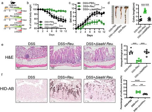 Figure 9. L. reuteri-derived IAA was required and sufficient to alleviate colitis and promote sulfation of mucin.