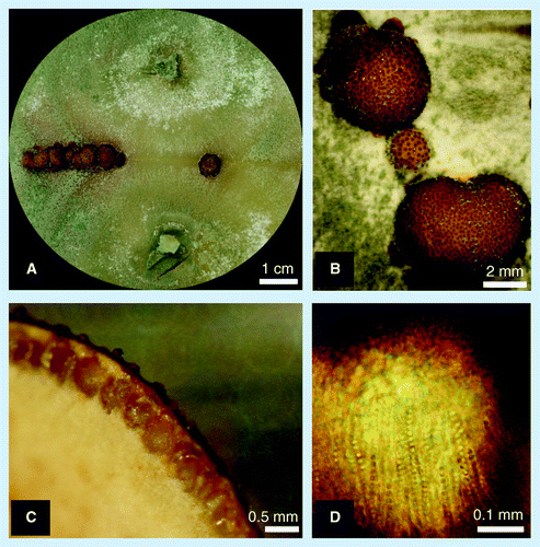 Figure 3.  Sexual crossing of Hypocrea jecorina ( Trichoderma reesei).(A) Formation of stromata (fruiting bodies) occurs when fungal strains of opposite mating types are grown on agar plates. (B) Into the upper surface of the stromata perithecia are embedded, which can be seen macroscopically as dark brown dots. (C) Perithecia have the shape of a round bodied bottle. (D) contain asci, which are tube-like structures containing 16 sexual spores (ascospores).
