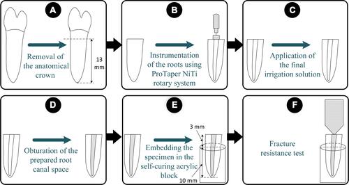 Figure 1 The schematic representation of the specimen preparation procedures. (A) The crown of a premolar tooth was sectioned and removed. (B) The instrumentation of the root was performed using the ProTaper NiTi rotary system. (C) The final irrigation protocol was performed according to the experimental group. (D) The root was obturated. (E) The roots were embedded in the self-curing acrylic resin block. (F) The fracture resistance was measured.