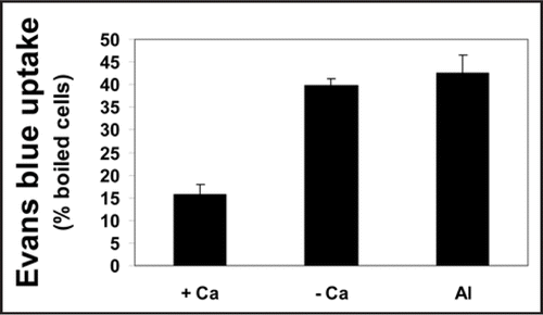Figure 4 Membrane damage (Evans blue uptake) of tobacco cells in Ca-depleted (- Ca), supplemented with 0.5 mM Ca (+ Ca) or Al-treated (Al) cultures for 18 h. After treatment, the cells (10 mL aliquots at a cell density of 10 mg fresh weight mL−1) were collected and the integrity of the plasma membrane was determined by measurement of Evans blue retained as described in ‘Materials and Methods’. The data are presented as percentages relative to the value of Evans blue retained in tobacco cells boiled for 10 min (assumed to lose the plasma membrane integrity completely). Each point represents the mean value of three replicates ± SE from two independent experiments.