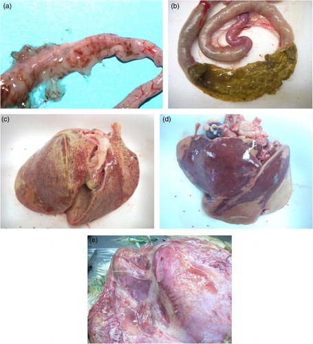 Figure 1. Gross lesion categorization. (a) catarrhal enteritis, (b) NE (“Turkish towels”), (c) lipidosis, (d) necrotic hepatitis and (e) gangrenous dermatitis.