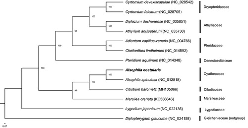 Figure 1. Maximum likelihood phylogenetic tree of A. costularis with 12 ferns including Diplopterygium glaucum as outgroup based on chloroplast genome sequences.