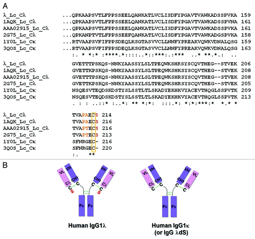 Figure 1. Differences between representative human IgG1λ and IgG1κ light chain constant regions. (A) Human IgG lambda light chain constant domain (Cλ) sequences from λ, PDB:1AQK, PDB:2G75 and GenBank:AAA02915, and kappa light chain constant domain (Cκ) sequences from PDB:1Y0L and PDB:3QOS are aligned and compared. In comparison to Cκ sequences, all Cλ domains terminate with an extra serine (red) following the conserved cysteine residue (yellow rectangle), which forms the inter-chain disulfide bond with the heavy chain. Amino acids which differ from the corresponding Cκ positions and are immediately before the cysteine in Cλ sequences are highlighted in orange. (B) Cartoon illustration of human IgG1λ and human IgG1κ (or human IgG1λ serine deletion – dS) structures. The extra serine residue trailing the λLc is highlighted in red. All the interchain disulfide bonds are drawn as green solid lines.