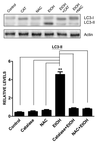 Figure 4. Effect of antioxidants on ethanol-induced LC3-II upregulation. SH-SY5Y cells were treated with ethanol (EtOH: 0.4%) with/without catalase (10,000 U/ml) or N-acetyl-cysteine (NAC: 10 mM). Cell lysates were collected 6 h after the treatment. The level of LC3 was determined by immunoblotting (top panel). The experiment was replicated three times. Relative LC3-II levels were determined by densitometry and normalized to actin levels (bottom panel). **p < 0.01.