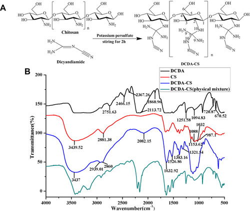 Figure 2 Synthesis and characterization of DCDA-CS. (A) Schematic routine for DCDA-CS. (B) IR spectra of DCDA (black), CS (red), DCDA-CS (blue) and physical mixture of DCDA-CS (green).