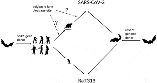 Figure 3. Probable origins of SARS-CoV-2 and RaTG13.