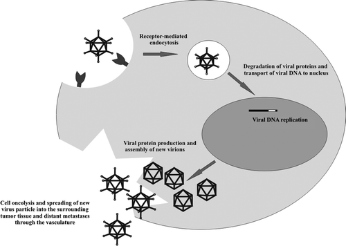 Figure 2.  A simplified view of the events that follow upon infection of a malignant cell by an oncolytic adenovirus (Ad). Recognition of the Ad by its primary receptor on the cell surface leads to the internalization of the virus via clathrin-coated pits. The virus is transported to endosomes, where the viral proteins are degraded and the viral DNA is released. Viral DNA is thereafter transported to the nucleus were the host cell DNA replication machinery is utilized for the production of viral DNA. Viral capsid proteins are produced in the cytosol, and a multitude of new virions are assembled from the viral protein and DNA, ultimately leading the oncolysis of the cell.