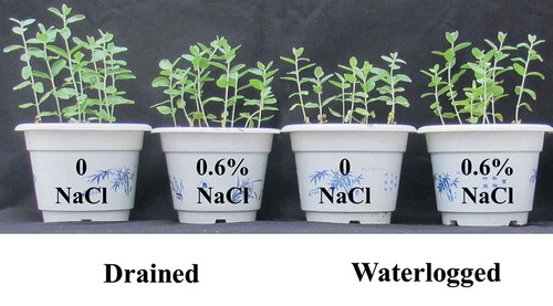 Figure 1. Effects of NaCl, waterlogging and NaCl plus waterlogging co-stress on the growth of E. angustifolia seedlings. A photograph of E. angustifolia seedlings under NaCl, waterlogging and NaCl plus waterlogging co-stress (0, 0.6 NaCl) after two weeks of the indicated treatment.