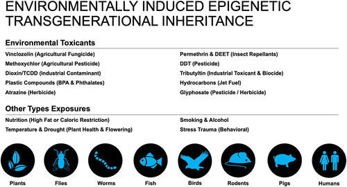 Figure 4. Environmentally induced epigenetic transgenerational inheritance and generational toxicology. A variety of toxicants and exposures are listed that promote epigenetic transgenerational inheritance. A number of different organisms the environmental exposure promotes epigenetic transgenerational inheritance are presented, from plants to humans. Modified from Nilsson, et al. [Citation21].