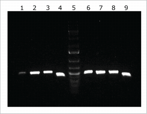 Figure 2. cDNA amplification of genes from the LH92_11070-11085 operon of A. baumannii MAR002 strain. The intergenic regions from genes LH92_11070-11075, LH92_11075-11080 and LH92_11080-11085 are shown in lanes 1, 2 and 3, respectively. Genomic DNA was used as template for positive control (lanes 6 to 8, respectively). Lanes 4 and 9 show the gyrB amplification from cDNA and DNA, respectively (positive controls). Lane 5 shows the GeneRuler 1 kb Plus DNA Ladder (Thermo Fisher Scientific).