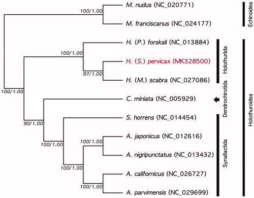 Figure 1. Phylogenetic tree of maximum likelihood (ML) and Bayesian inference (BI) method based on the nucleotide sequences of 13 PCGs and two rRNAs of nine holothuroids, included H. (S.) pervicax (MK328500), and two echinoids. Bootstrap support and posterior properties values were indicated on each node as >70 and 0.7.