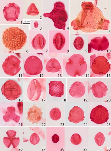 Plate 1. Important Margaret Formation angiosperm pollen taxa. Given are the sample number, GSC curation number (C-number), GSC Calgary Palynology Laboratory preparation number (P-number), GSC Specimen numbers (pending), and England Finder coordinates. Scale bars = 10 µm. 1. Alnipollenites verus (Potonié) Potonié 1934, 17GTA141, C-626943 P5371-136, L30/1. 2. Alnipollenites trina (Stanley) Norton in Norton and Hall 1969, 17GTA049, C-625845 P5371-29, N44/4. 3. Castaneapollenites sp. Raatz 1938, 17GTA038, C-625834 P5371-18, V45/2. 4. Aquilapollenites tumanganicus Bolotnikova 1973, 17GTA013, C-625826 P5371-10, E35. 5. Diervilla sp. Kalkreuth et al. 1993, 17GTA045, C-625841 P5371-25, C34/4. 6. Erdtmanipollis procumbentiformis (Samoilovitch) Krutzsch 1966, 17GTA135, C-626937 P5371-130, G35/3. 7. cf. Aesculiidites sp. Elsik 1968, 17GTA004, C-625817 P5371-1, L45. 8. Caprifoliites cf. C. paleocenicus (Wodehouse) Pocknall and Nichols 1996, 17GTA038, C-625834 P5371-18, P41/3. 9. Siltaria hanleyi (Traverse) Pocknall and Nichols 1996, 17GTA005, C-625818 P5371-2, U31/1. 10. cf. Bombacacidites sp. Couper 1960, 17GTA037, C-625833 P5371-17, X45. 11. Liquidambarpollenites cf. L. mangelsdorfianus (Traverse) Potonié 1960, 17GTA074, C-626894 P5371-71, Q40/4. 12. Caryapollenites imparalis Nichols and Ott 1978, 17GTA053, C-625849 P5371-33, V37/2. 13. Platycaryapollenites swasticoidus Elsik 1974, 17GTA056, C-625852 P5371-36, S39. 14. Tilia crassipites Wodehouse 1933, 17GTA056, C-625852 P5371-36, U-39/2. 15. Tilia vescipites Wodehouse 1933, 17GTA073, C-626893 P5371-70, Q42. 16. Ericipites sp. Wodehouse 1933, 17GTA066, C-626885 P5371-62, V26/2. 17. Liliacidites complexus (Stanley) Leffingwell 1971, 17GTA045, C-625841 P5371-25, L45. 18. Ulmipollenites krempii (Anderson) Frederiksen 1979, 17GTA062, C-626881 P5371-58, J42/4. 19. Ulmipollenites tricostatus (Anderson) Farabee and Canright 1986, 17GTA073, C-626893 P5371-70, Q45/4. 20. Ulmoideipites hebridicus (Simpson) Sweet 1986, 17GTA073, C-626893 P5371-70, K39/1. 21. Tricolpites ringens Ward 1986, 17GTA056, C-625852 P5371-36, S35/4. 22. Pistillipollenites mcgregorii Rouse 1962, 17GTA057, C-626876 P5371-53, H36/1. 23. Sparganiaceaepollenites reticulus (Doktorowicz-Hrebnicka 1960) Krutzsch and Vanhoorne 1977, 17GTA005, C-625818 P5371-2, T40. 24. Paraalnipollenites alterniporus (Simpson) Srivastava 1975, 17GTA133, C-626935 P5371-128, R29/3. 25. Triporopollenites mullensis (Simpson) Rouse and Srivastava 1972, 17GTA033, C-625829 P5371-13, V35. 26. Tricolpites anguloluminosus Anderson 1960, 17GTA004, C-625817 P5371-1, O42/1. 27. Tricolpites reticulatus Cookson 1947, 17GTA073, C-626893 P5371-70, W46/3. 28. Tricolpites sagax Norris 1967, 17GTA013, C-625826 P5371-10, L30/2. 29. Retitricolpites crassus Samoilovitch 1965, 17GTA005, C-625818 P5371-2, Q33/2. 30. Echitricolpites supraechinatus Pocknall and Nichols 1996, 17GTA063, C-626882 P5371-59, M35/1.