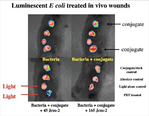 Figure 3. BLI of a mouse model of excisional wounds infected with non-pathogenic E. coli and treated with PDT. Figure adapted from data in.Citation28