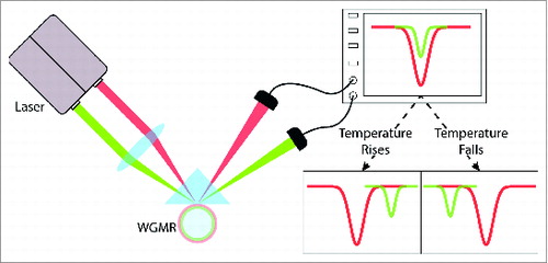 Figure 1. Schematic representation of the principle of the thermometer. 2 colors of light were coupled into the WGMR and they followed 2 modes of the resonator (as shown by the Lorentz shape dips on the screen). Temperature rise in the resonator causes the infrared light (red in the figure) to slow down with respect to the green light, while temperature fall causes it to speed up. This relative speed comparison is shown as the relative position change of the 2 dips (resonant features) on the screen.