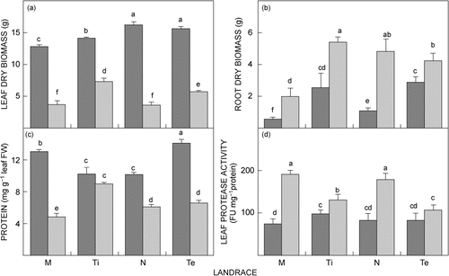 Figure 2: Effect of drought stress on (a) leaf biomass, (b) root biomass, (c) leaf protein content and (d) leaf protease activity in landraces Massava nhassenje (M), Timbawene moteado (Ti), Namarua (N) and Tete 2 (Te) grown for two weeks under well-watered conditions (closed bars) or drought conditions (open bars) in a temperature-controlled greenhouse. Bars represent the mean biomass ± SE of four individual plants of each landrace. Different letters indicate values that differed significantly at p ≤ 0.05