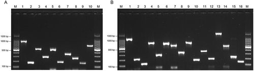 Figure 2 Representative PCR results for resistance genes and virulence genes of MRSA isolates. (A). M, marker, lane 1 to lane 10 represent the PCR positive results of resistance genes mecA, blaZ, aph(3’)-III, ant(4’)-Ia, aac(6’)/aph(2”), ermA, tetK, tetL, msrA and norA respectively; (B). M, marker, lane1 to lane16 represent the PCR positive results of virulence genes hlg, hla, sea, seb, sec, seg, sei, sem, sen, seo, tst, ebpS, fnbA, fnbB, eap and eta respectively.