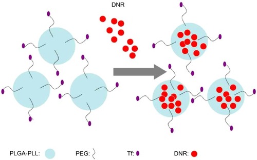 Figure 2 Schematic representation of DNR loaded nanoparticles.Abbreviations: DNR, daunorubicin; PEG, polyethylene glycol; Tf, transferrin; PLGA, poly (lactic-co-glycolic acid); PLL, poly-l-lysine.