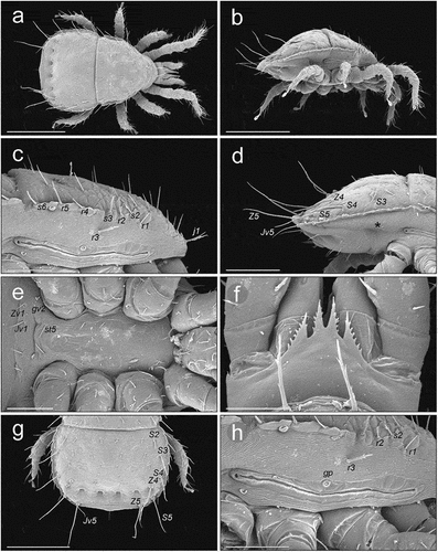 Figure 5. SEM (Scanning Electron Microscopy) micrographs of a Zercon hamaricus deutonymph. (a) dorsal habitus; (b) lateral habitus; (c) anterior part of idiosoma, lateral view; (d) posterior part of idiosoma, lateral view (*metapodal plate); (e) sternal region; (f) epistome; (g) opisthonotum, dorsal view; (h) peritrematal region, lateral view. Scale bars (µm): a, b = 200; c, e, h = 50; d = 100; f = 25; g = 150.