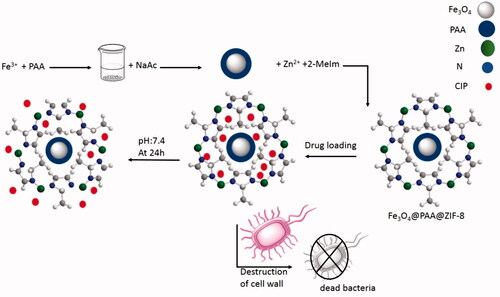 Scheme 1. Simulation of the preparation of the Fe3O4@PAA@ZIF-8 framework, drug loading, release and antibacterial testing.