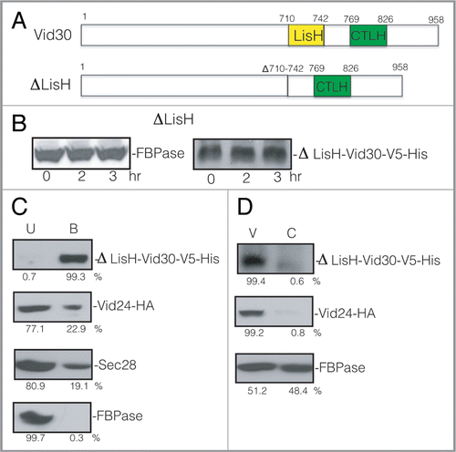 Figure 8 The LisH domain is required for FBPase degradation. (A) Schematic illustration of the position of the LisH and CTLH domains in Vid30 and the position of the LisH domain that was deleted in the ΔLisH mutant. (B) ΔLisH mutant cells were glucose starved and re-fed with glucose for up to 3 h. Levels of FBPase and ΔLisH-Vid30-V5-His were examined. (C) Cells co-expressing ΔLisH-Vid30-V5-His and Vid24-HA were starved and shifted to glucose for 20 min. ΔLisH-Vid30-V5-His was pulled down and the levels of Vid24-HA, Sec28 and FBPase in the bound vs. unbound fractions were then determined. (D) The ΔLisH mutant cells were shifted to glucose for 20 min. The distribution of ΔLisH-Vid30-V5-His, Vid24-HA and FBPase in the Vid vesicle and cytosolic fractions was examined. Relative ratios of proteins were quantitated using ImageJ software.