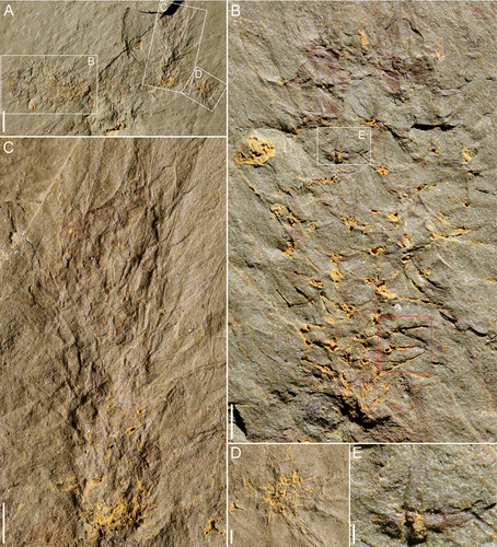 Figure 4. Archiasterella anchoriformis sp. nov. from the Kaili Biota. A, specimen no. JYS-1074. B, JYS-1074-1 of A (the lower left), 2 + 1A sclerites is present (red frame). C, JYS-1074-2 of A (the upper right). D, the specimen preserved from upper direction of A (the lower right), uncertain its type. E, detail of B (position marked by white frame). Scale bars: A = 5 mm; B-C = 2 mm; D = 1 mm; E = 0.5 mm.