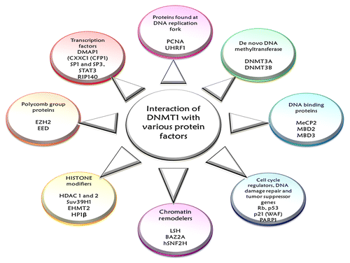 Figure 4. The figure shows the various interactions of DNMT1. DNMT1 participates in a number of collaborations with a host of regulatory proteins and nuclear re-programmers that simultaneously affect DNMT1 activity as well as its functional exchange. DNMT1 works in concert with proteins found at DNA replication forks—PCNA, proteins participating in chromatin re-organization—DNA methyltransferase DNMT3A and DNMT3B, HDAC1, HDAC2, DNA binding proteins—MeCp2, MBD2, MBD3 and other chromatin binding proteins—UHRF1 and polycomb proteins, proteins associated with cell cycle regulation or response to DNA damage and tumor suppressors—p21 (WAF), Rb protein, p53 protein, PARP1—and, finally, a number of transcription factors and regulators involved in DNA methylation inheritance.