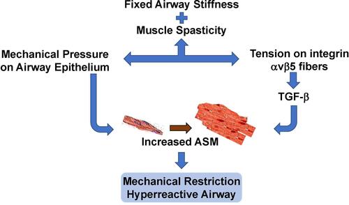 Figure 3 The ASM in chronic asthma exhibits fixed stiffness and muscle spasticity that maintain a baseline increased airway tone with chronic tension. This exerts mechanical compressive forces on the underlying airway epithelium, and also stimulates TGF-β activity via αvβ5 integrin. Chronic inflammation further increases the basal airway tension and epithelial compression. The constant high level of airway spasticity and airway hyperreactivity create a fixed degree of mechanical obstruction.