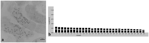 Figure 6. Klasea radiata subsp. biebersteiniana. (a) Metaphase chromosomes (scale bar 10 μm); (b) idiogram.